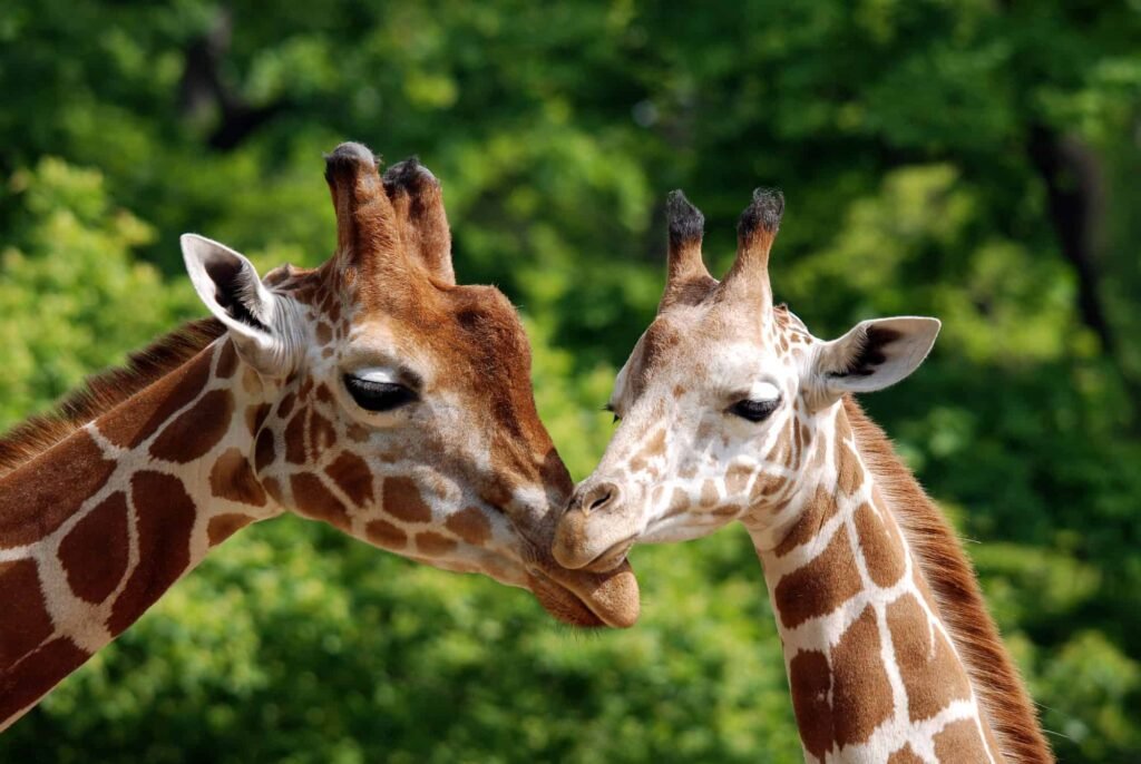 giraffe
