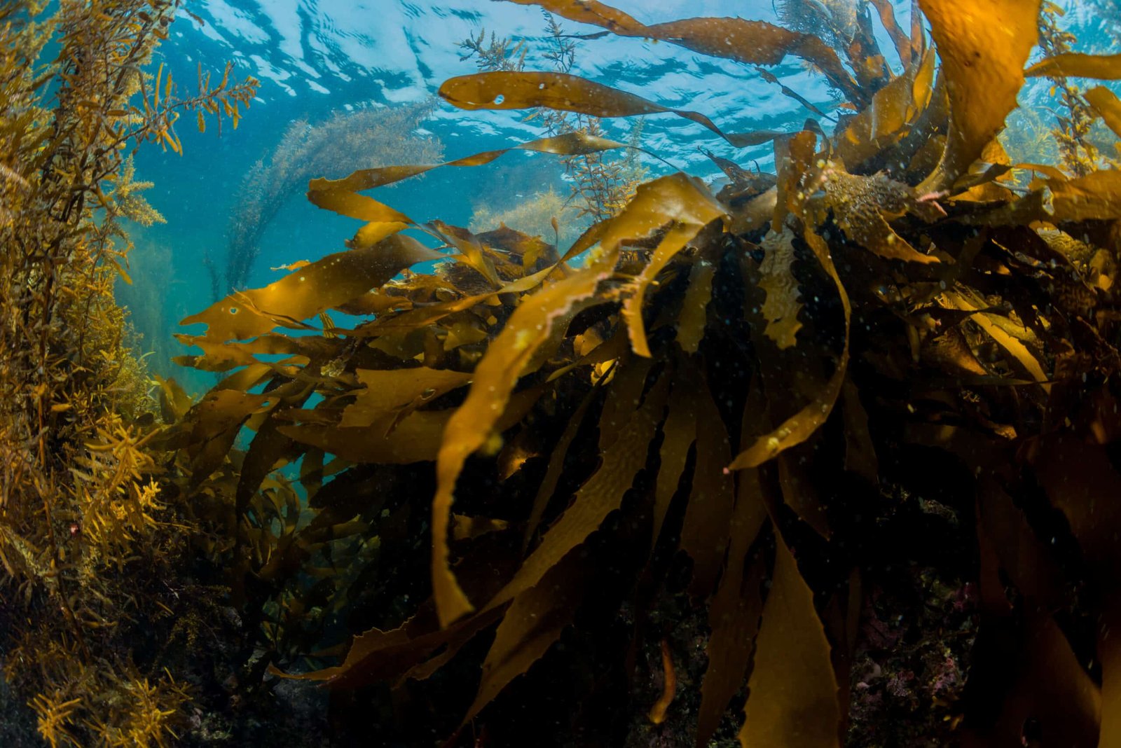 The Floating Forests of the Ocean: How Giant Kelp Supports Entire Ecosystems