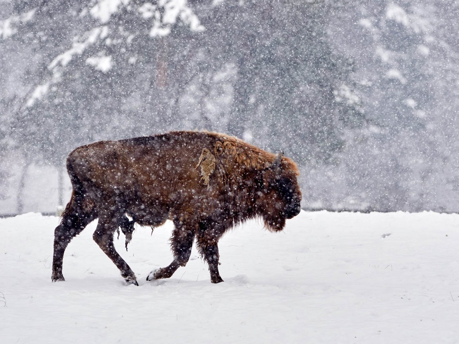 Could the European Bison Make a Full Comeback? Rewilding Efforts Across the Continent