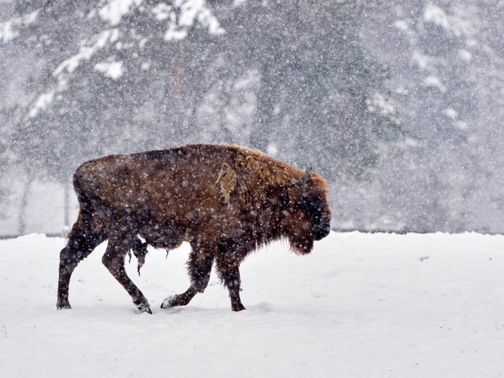 bison