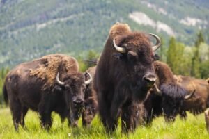 American Bison.