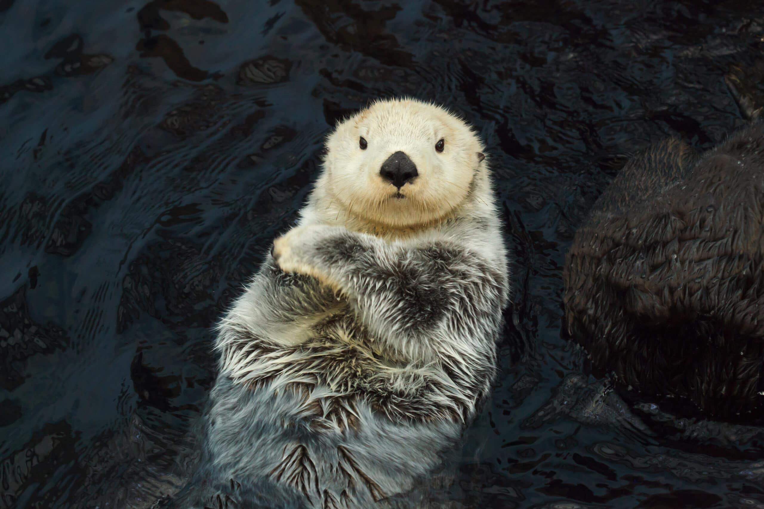 30 Animals That Use Tools: How Species Have Mastered the Art of Tool Use