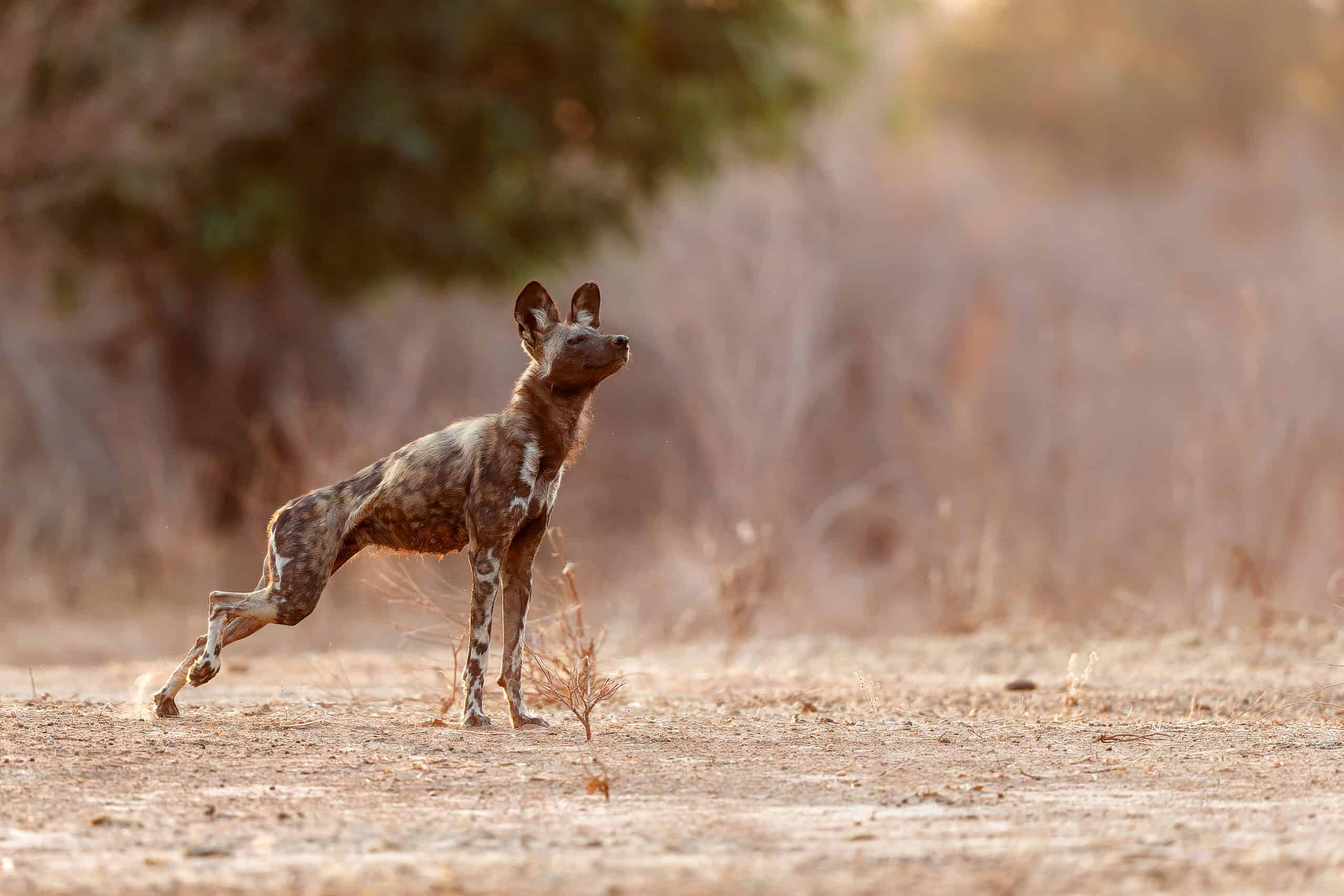 Artificial Breeding of African Wild Dogs as Latest Conservation Effort