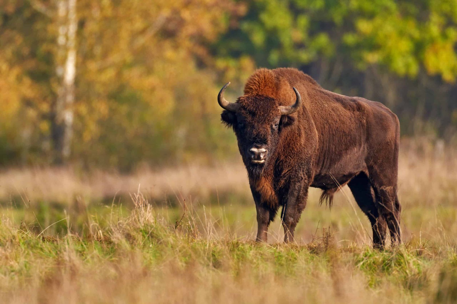 Bison