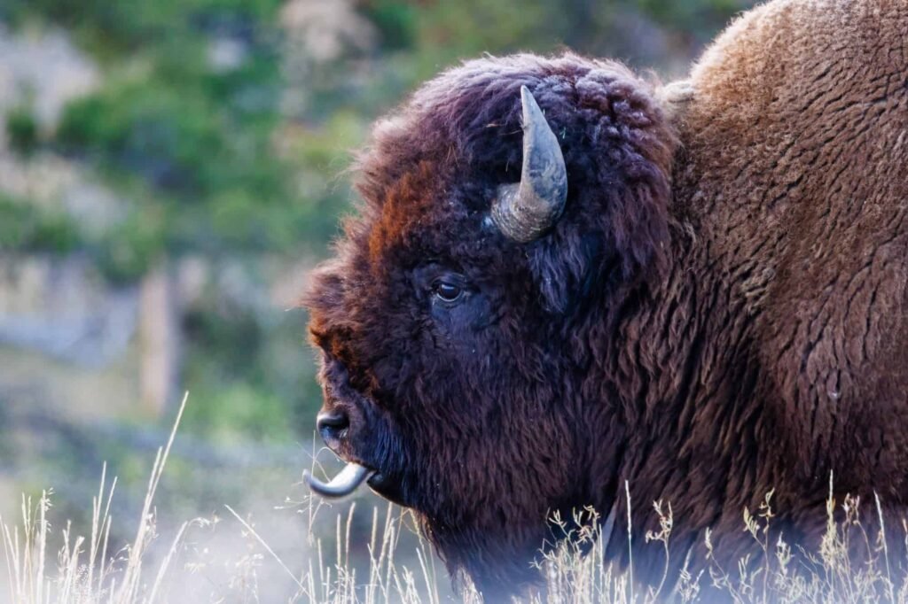 bison