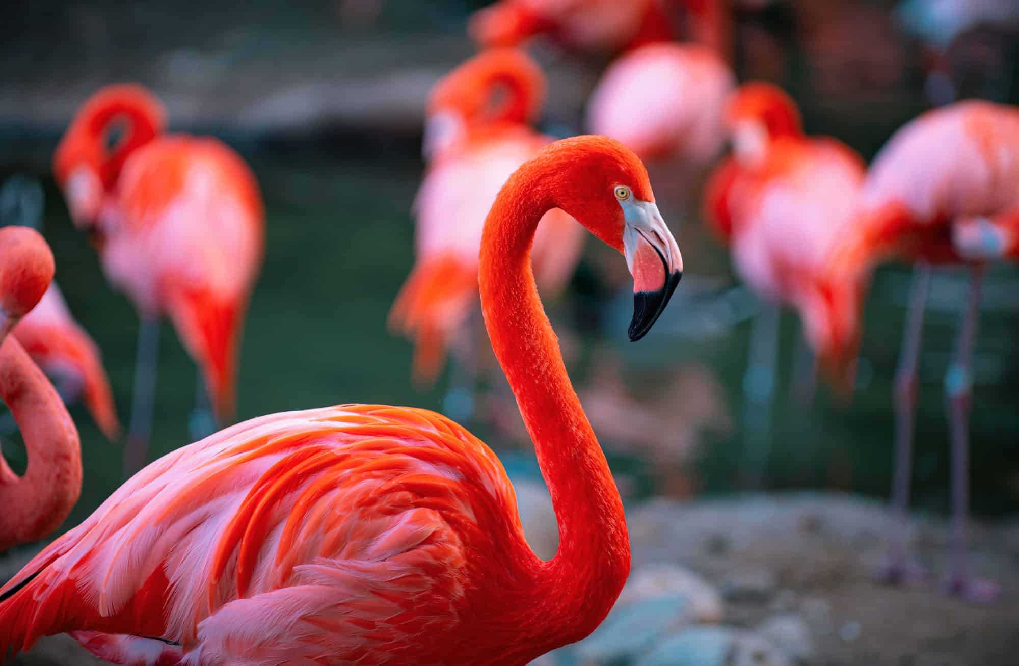 Toxic But Pretty: Why Flamingos Are Totally Hardcore