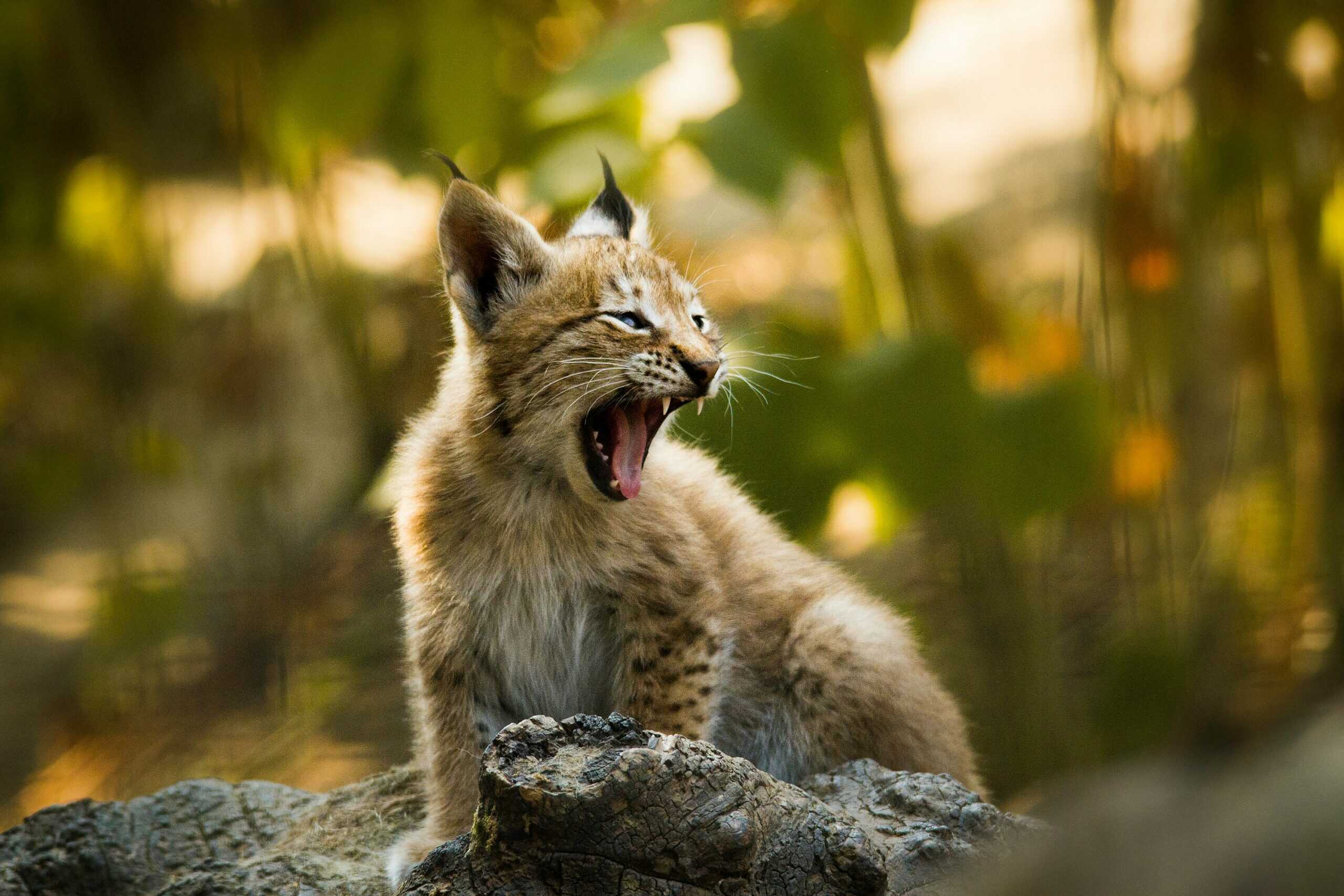 Lynx Narrowly Escapes Extinction (From 25 Reproductive Females to 400) Thanks to Ancient DNA