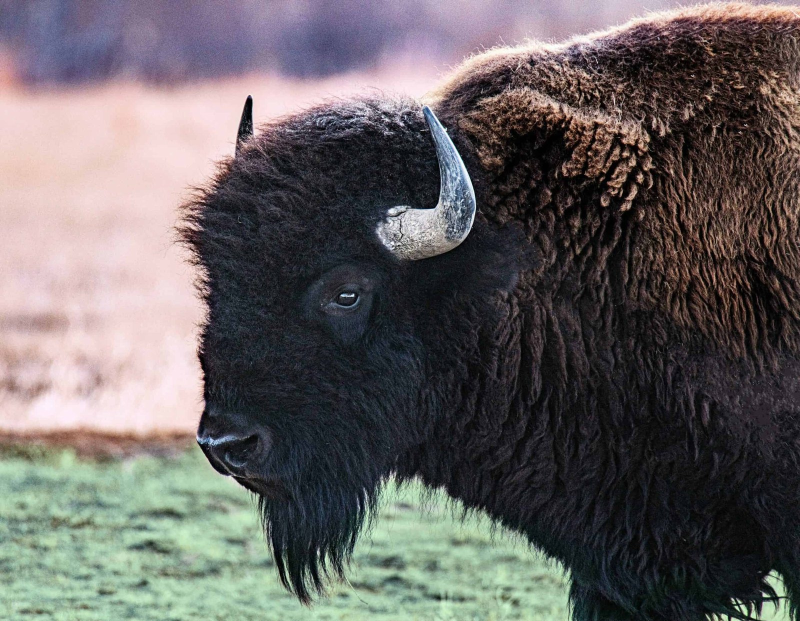 Bison