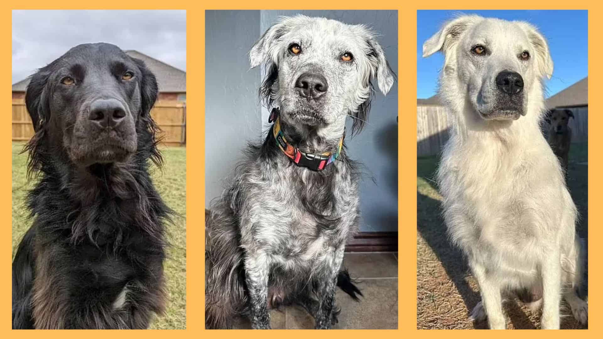 Solid Black Dog Turns White Due to Rare Genetic Condition