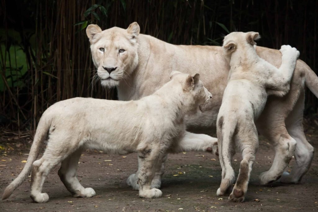 Female white lion with two newborn lion cubs.