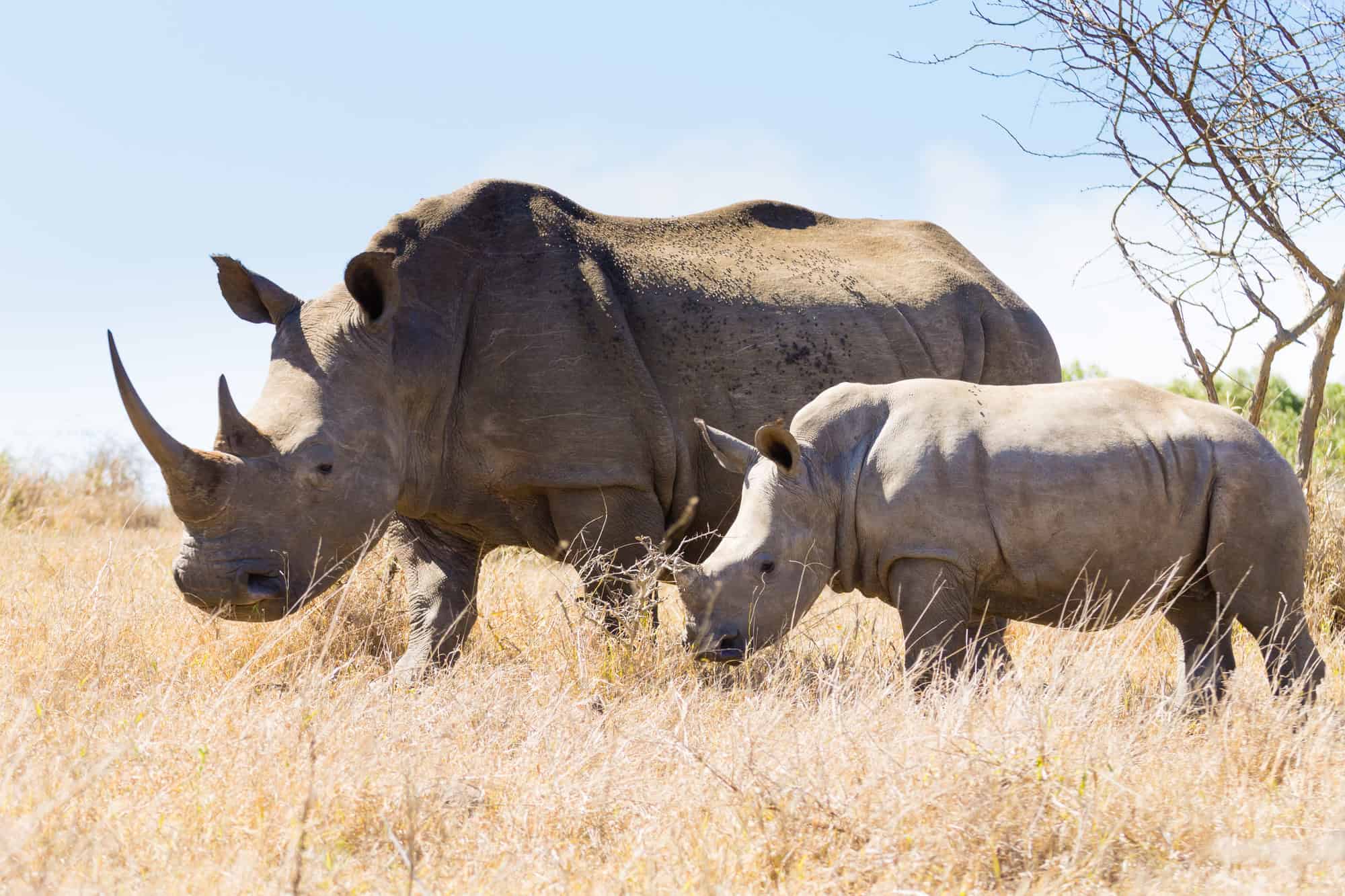South African White Rhinos Relocated to Rwanda in Landmark Conservation Efforts