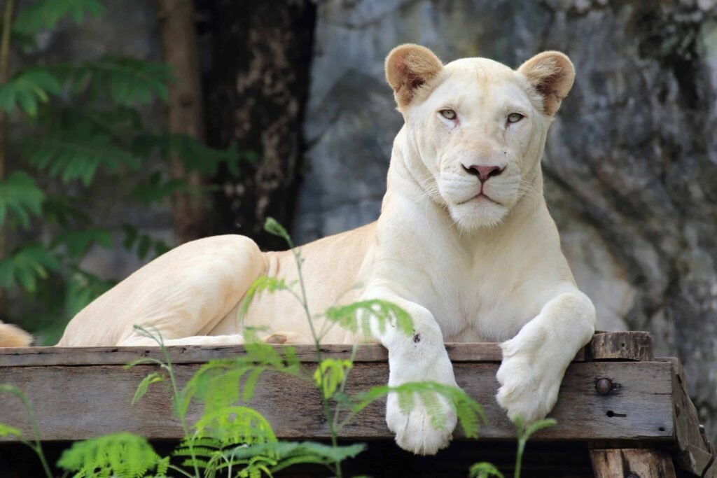 White lioness looking at the camera