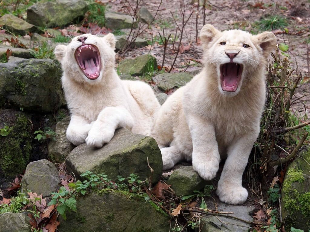 Two white lion cub yawning