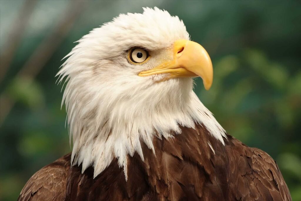 bald eagle