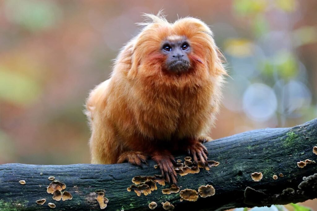 Golden Lion Tamarin