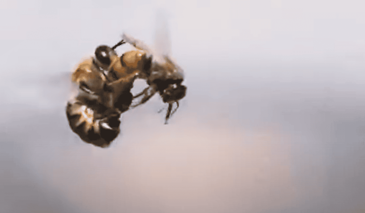 The Grim Fate For Male Bees After Mating