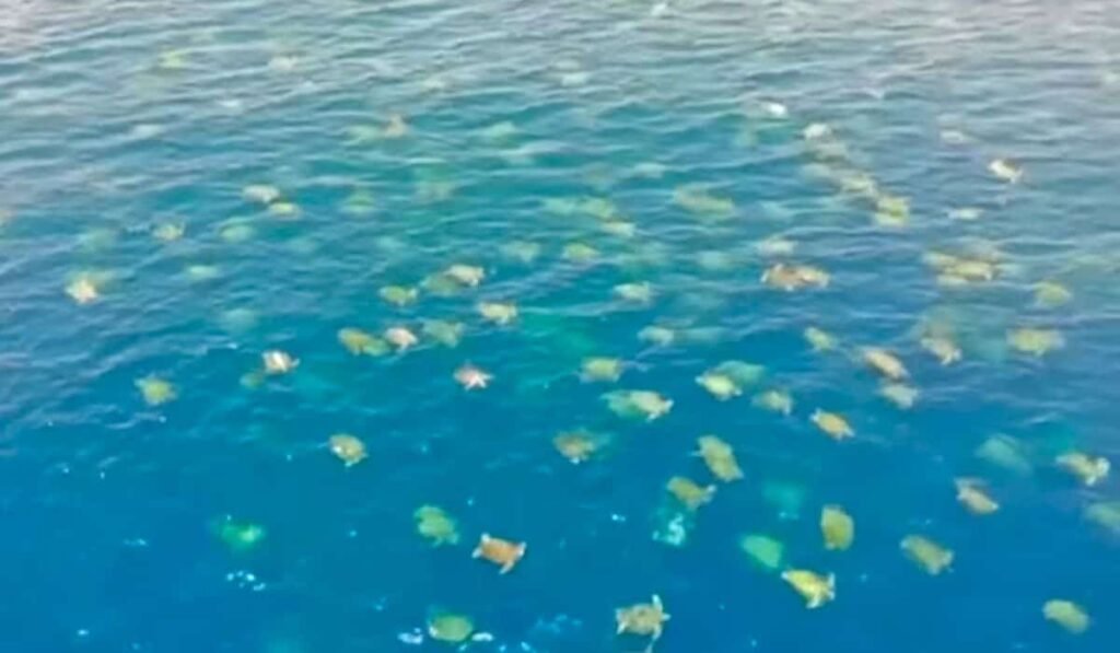 one of the largest turtle migrations captured on camera