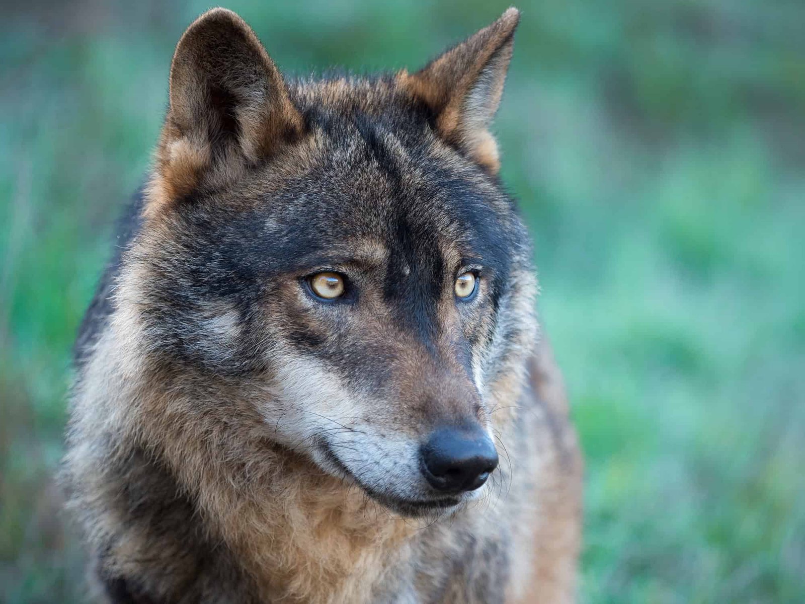 The Cure to Cancer Might Be Found in Mutant Wolves From Chernobyl