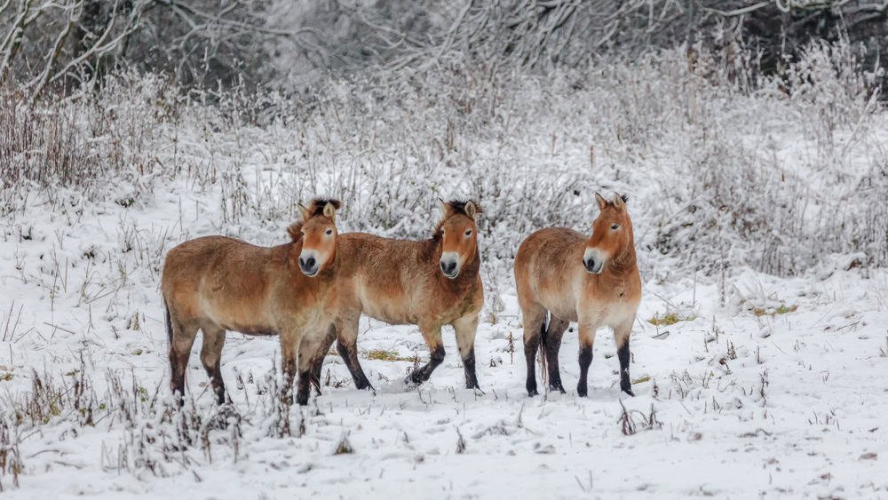 Przewalski’s Horses Make a Historic Return to the Golden Steppes After 200 Years