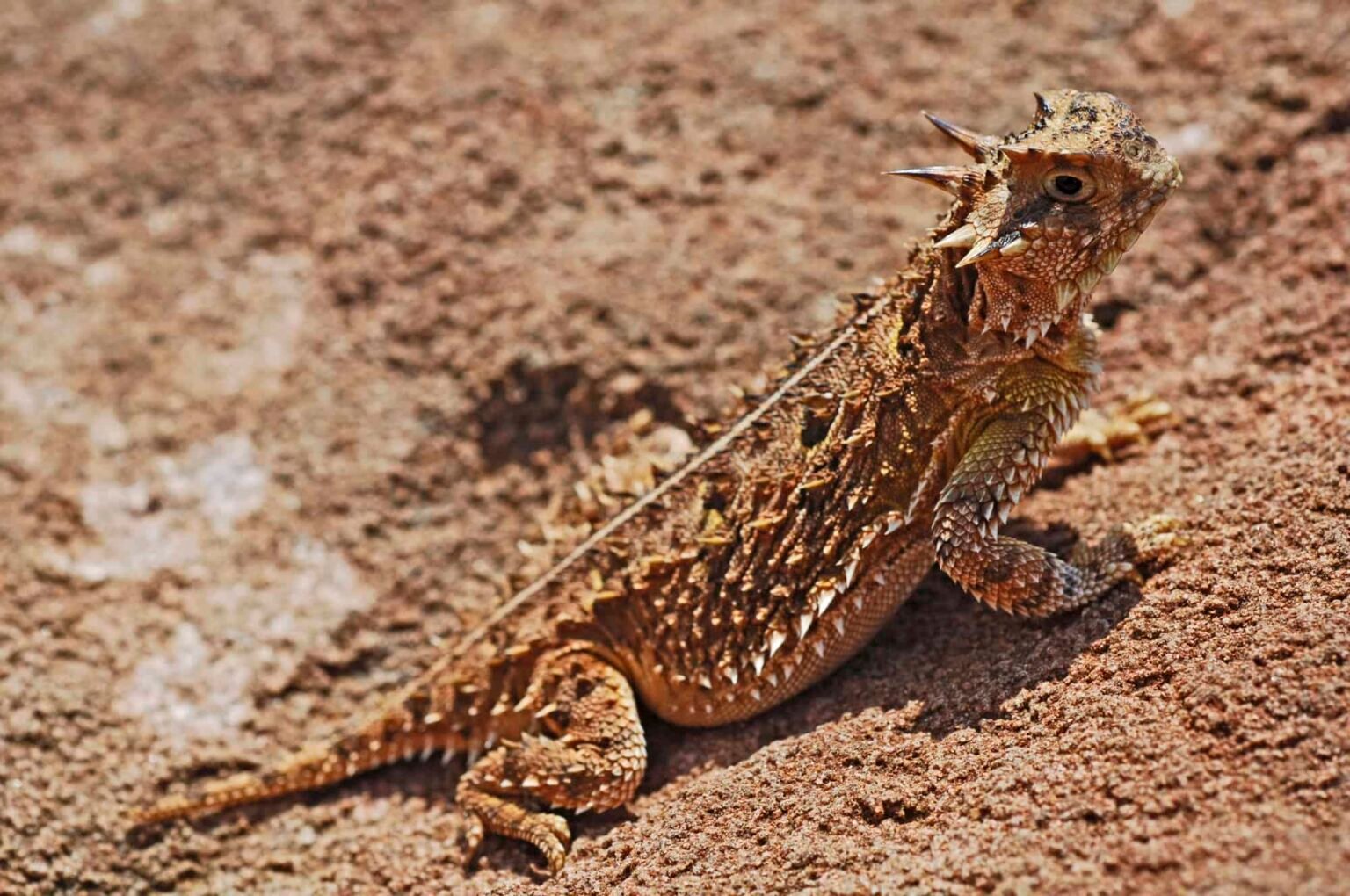The Decline of the Texas Horned Lizard: Can Conservation Efforts Save 