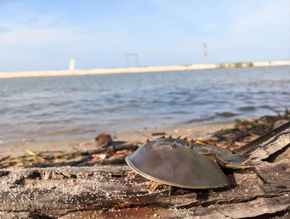 Horseshoe Crab
