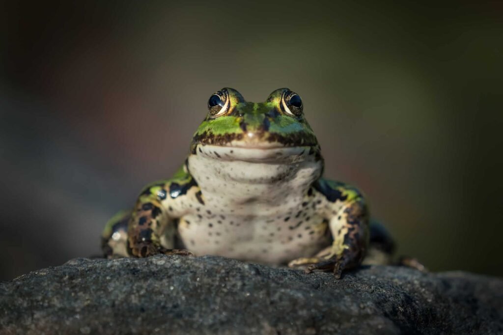 green frog