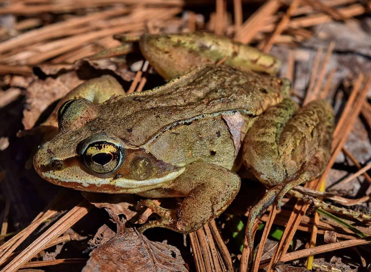 9 Animals That Can Survive Extreme Conditions Even Space