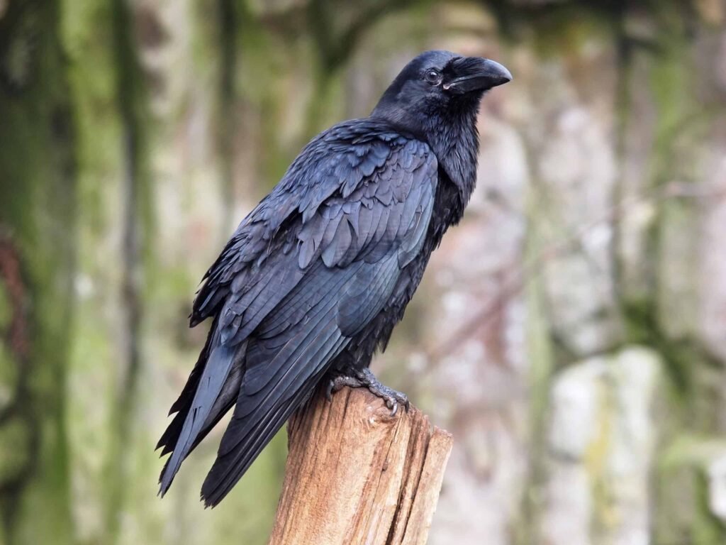 a crow