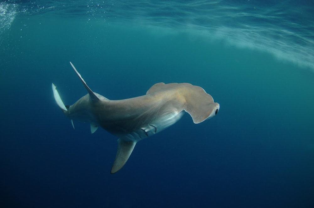 Hammerhead Shark.