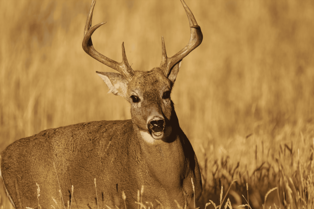 White tailed deer
