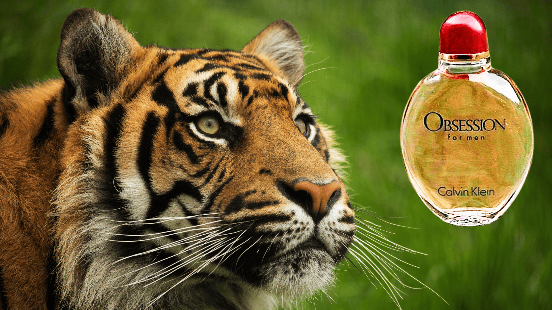 Big Cats Like Calvin Klein Perfume