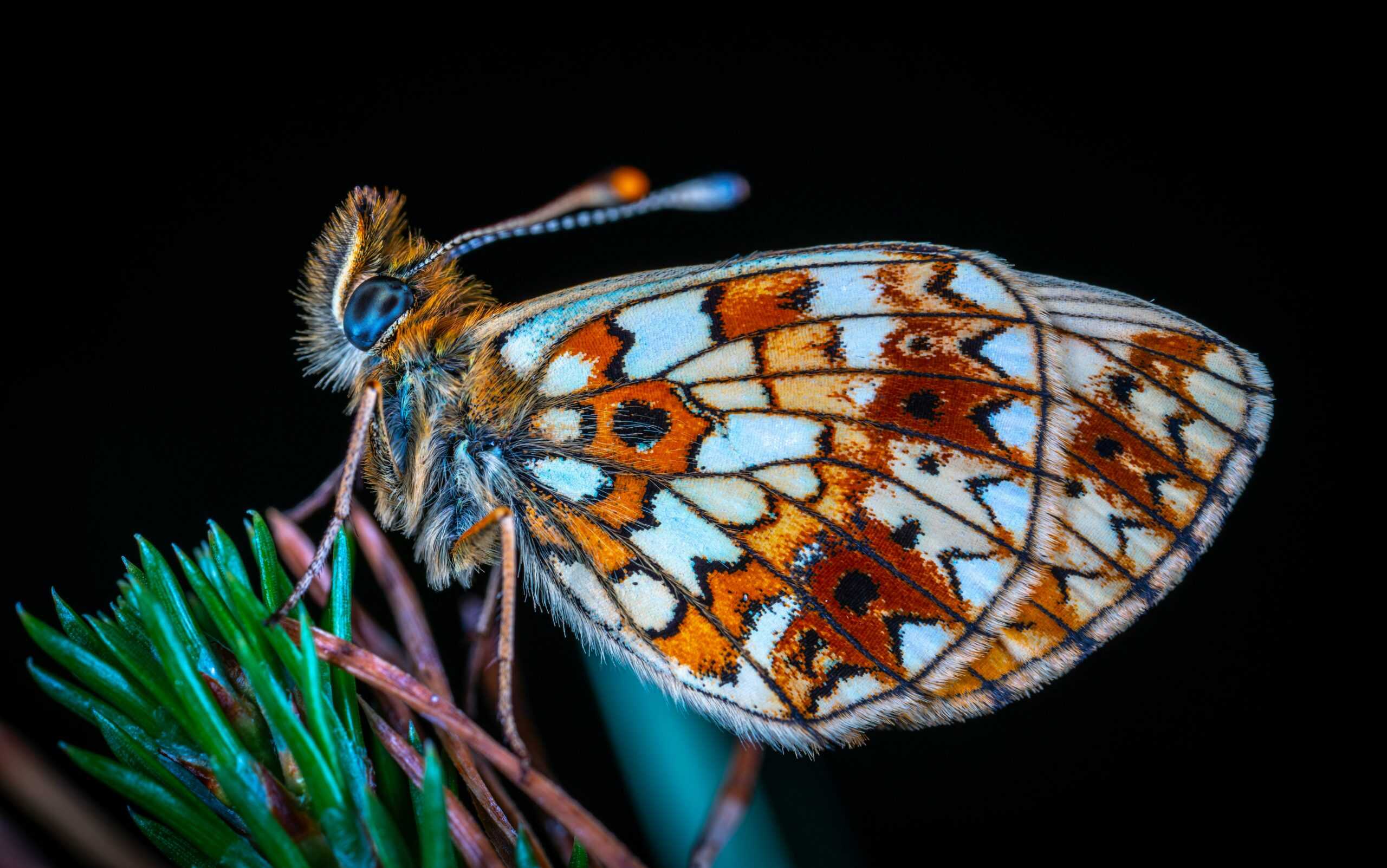 Butterfly Numbers Break Records In Essex