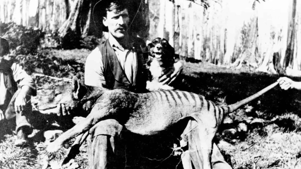 Tasmanian Tiger