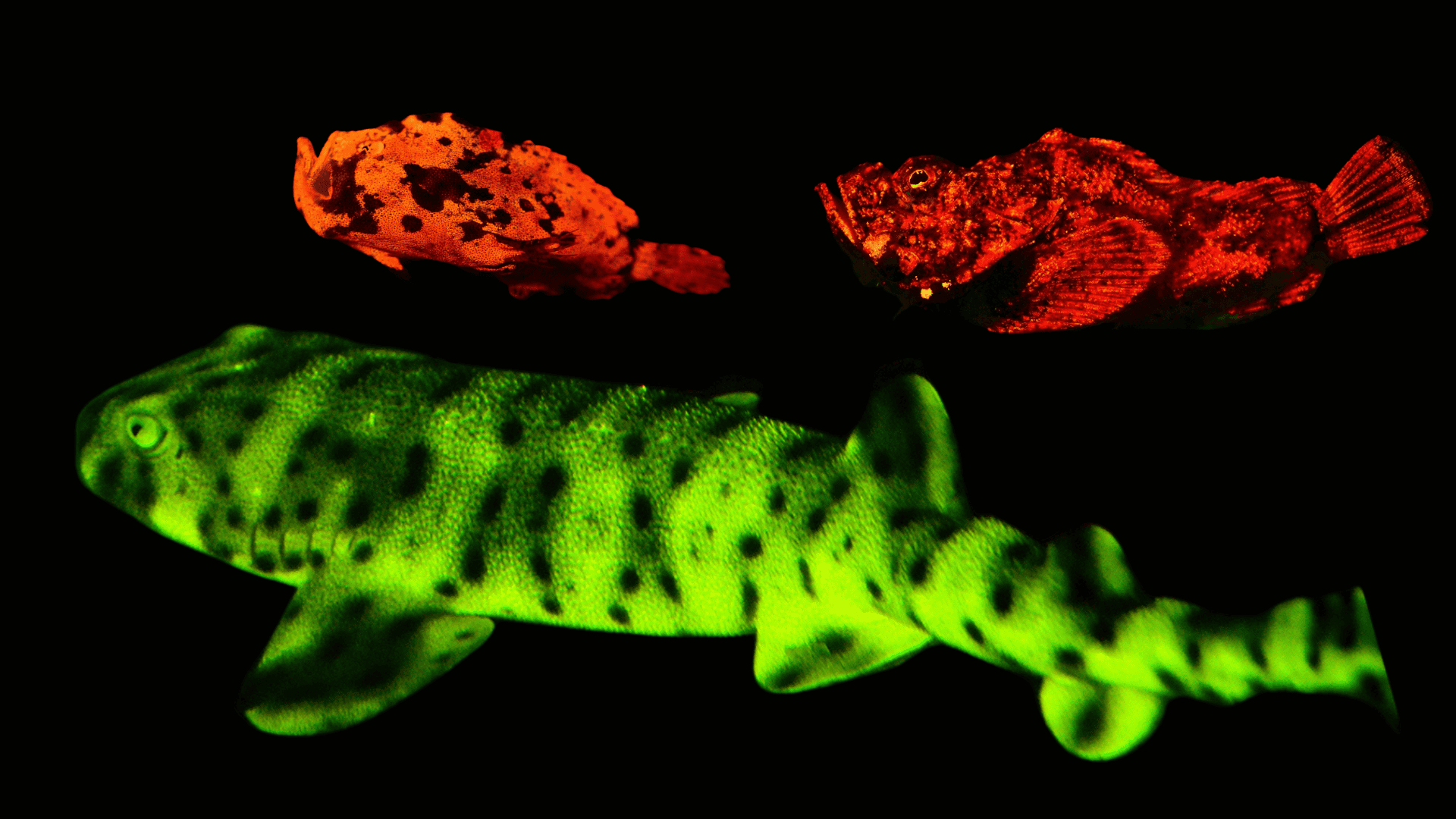 Glow-in-the-Dark Sharks & Other Fascinating Bioluminescent Fish