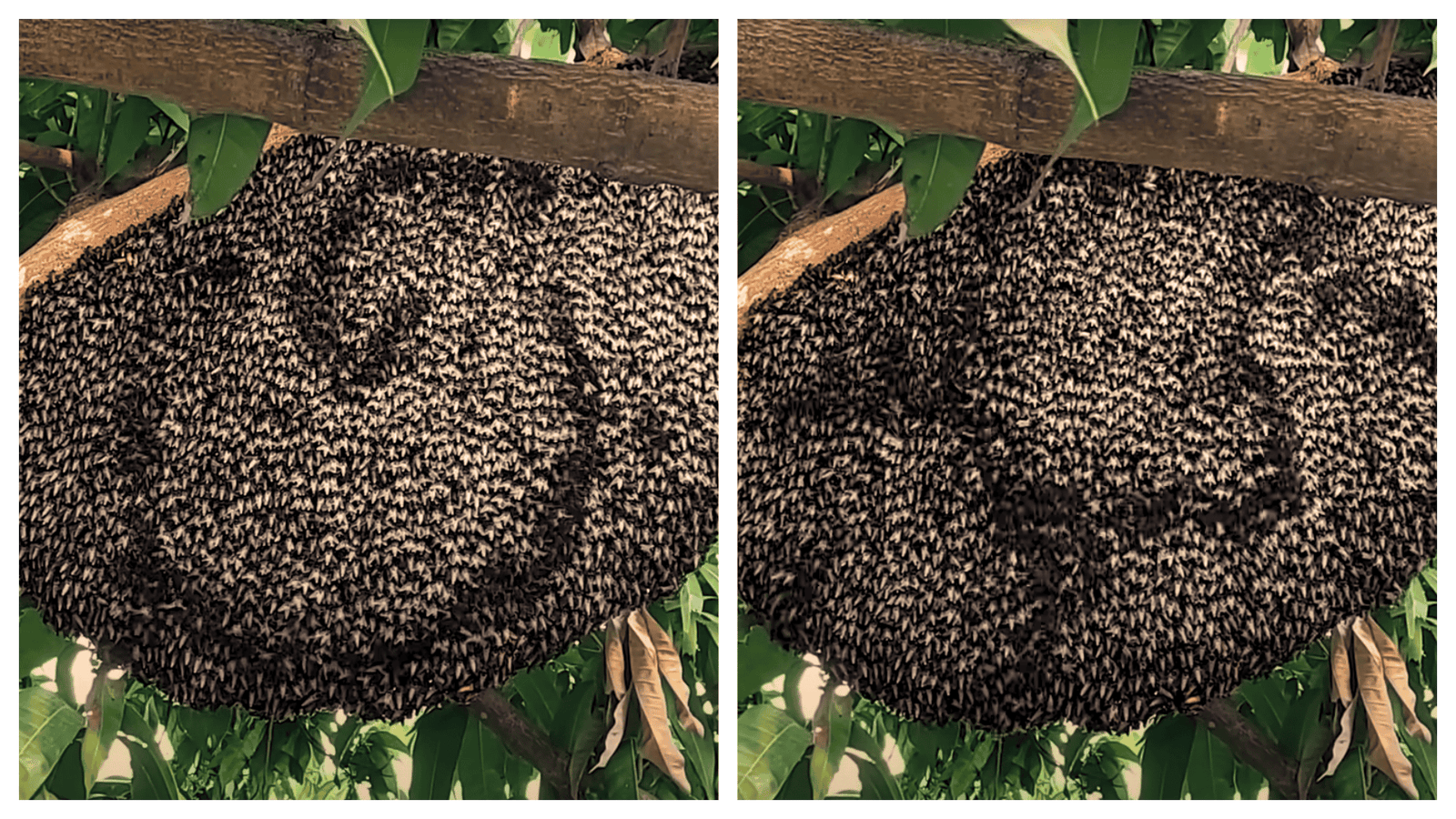 What Are The Bees Trying To Tell Us? 