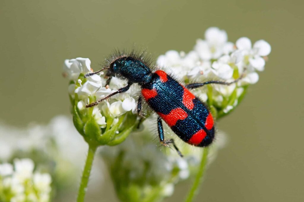 toxic beetles
