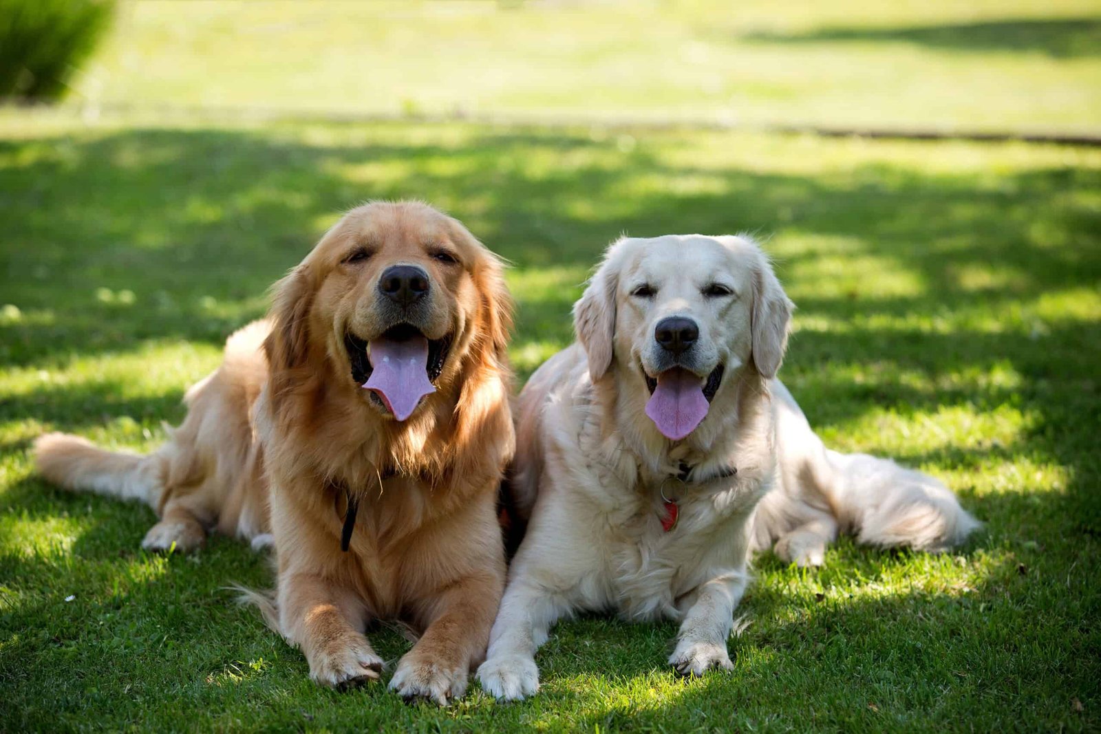 Why Dogs Are the Ultimate Best Friends The Science Behind Our Bond