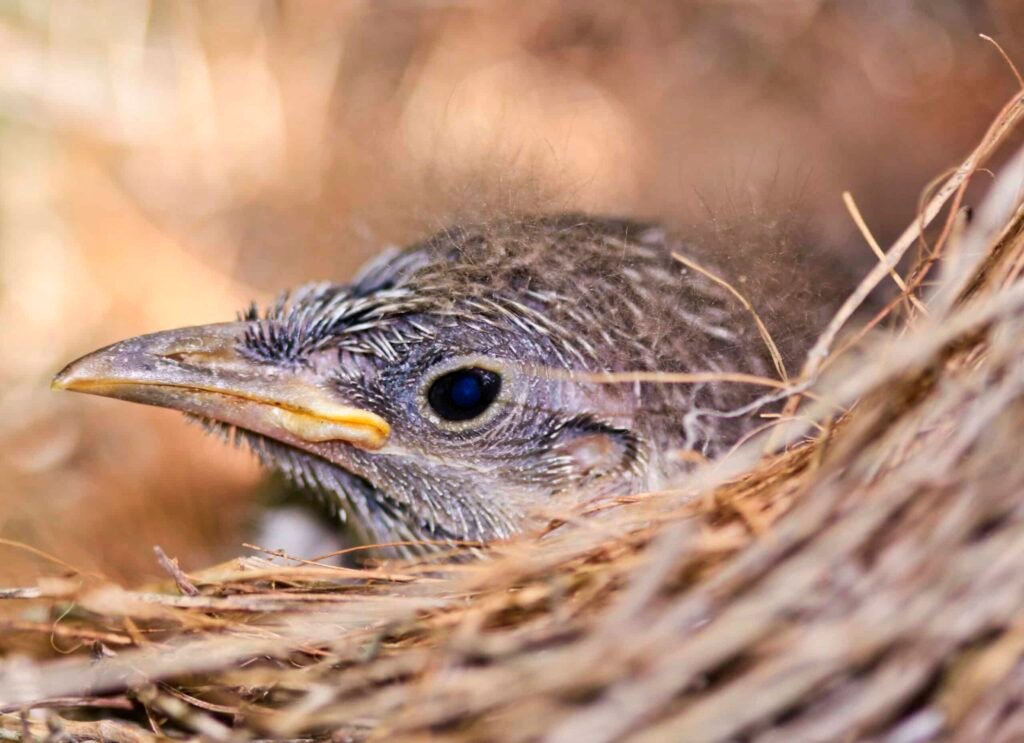 Baby bird in nest