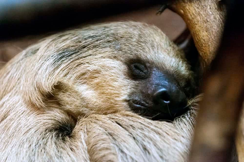 Sloth sleeping in a tree branch.