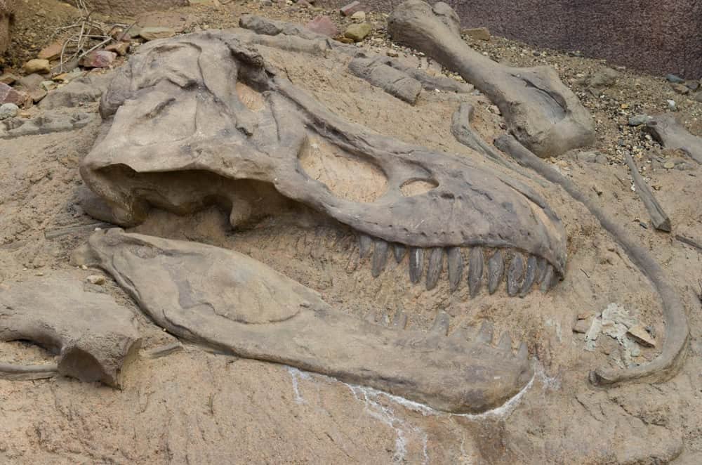 dinosaur