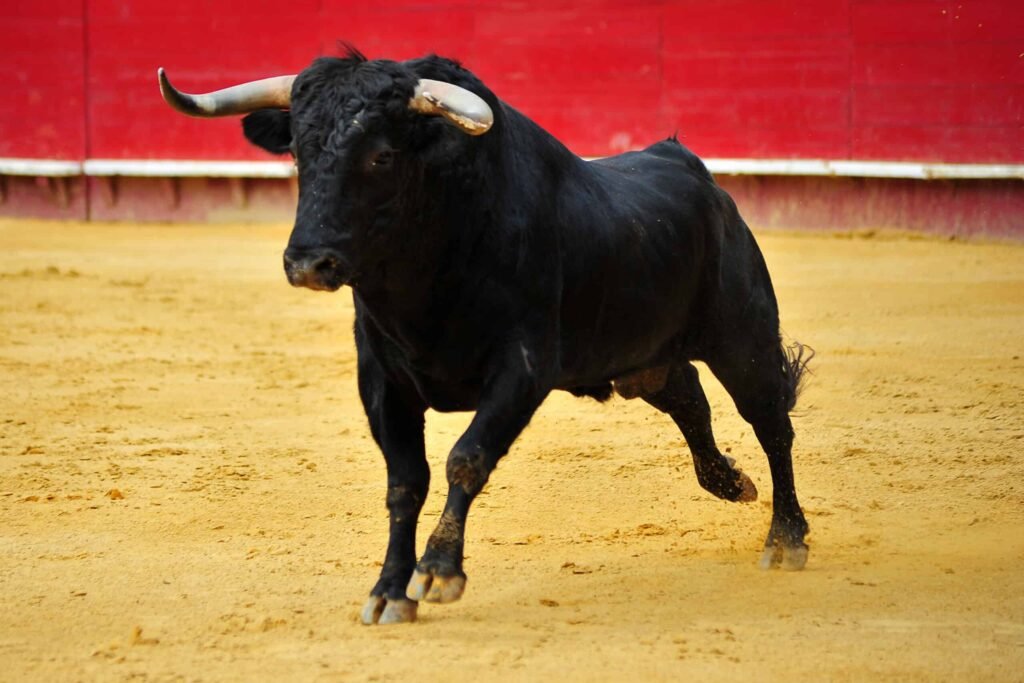 Bull