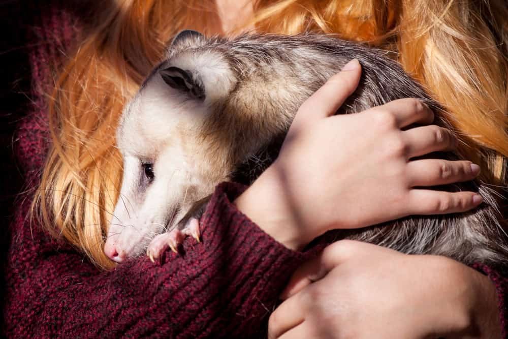 North American opossum in autumn park