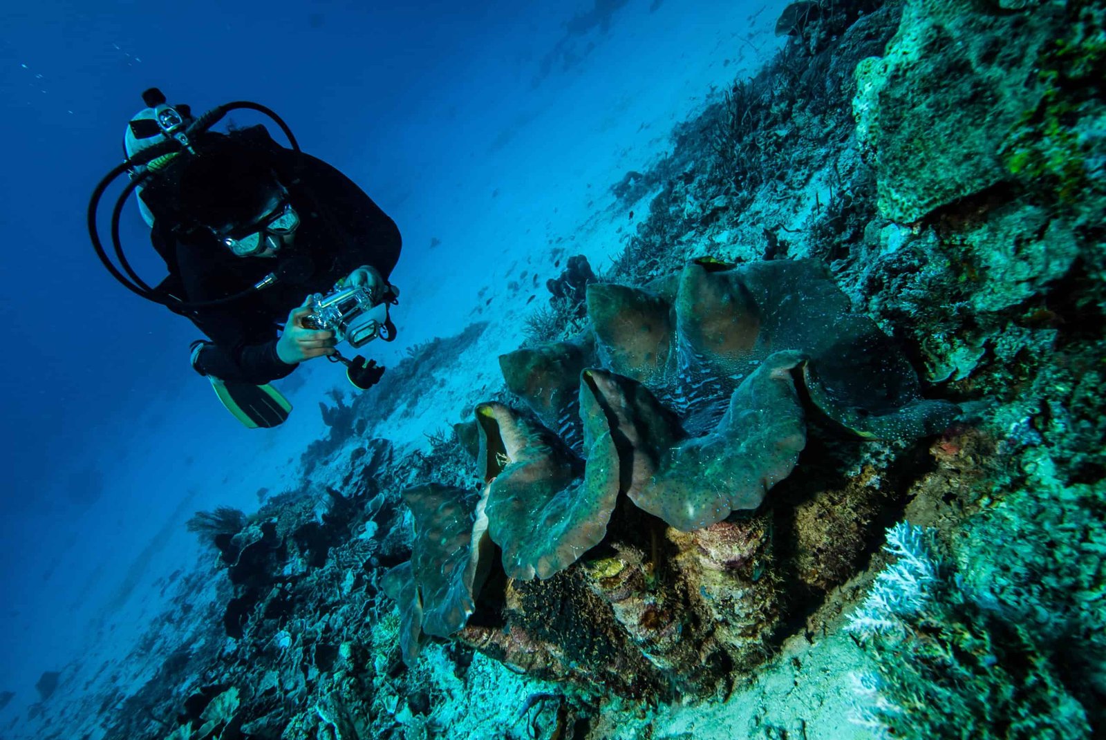 From Sea to Sky: Giant Clams and the Future of Solar Energy