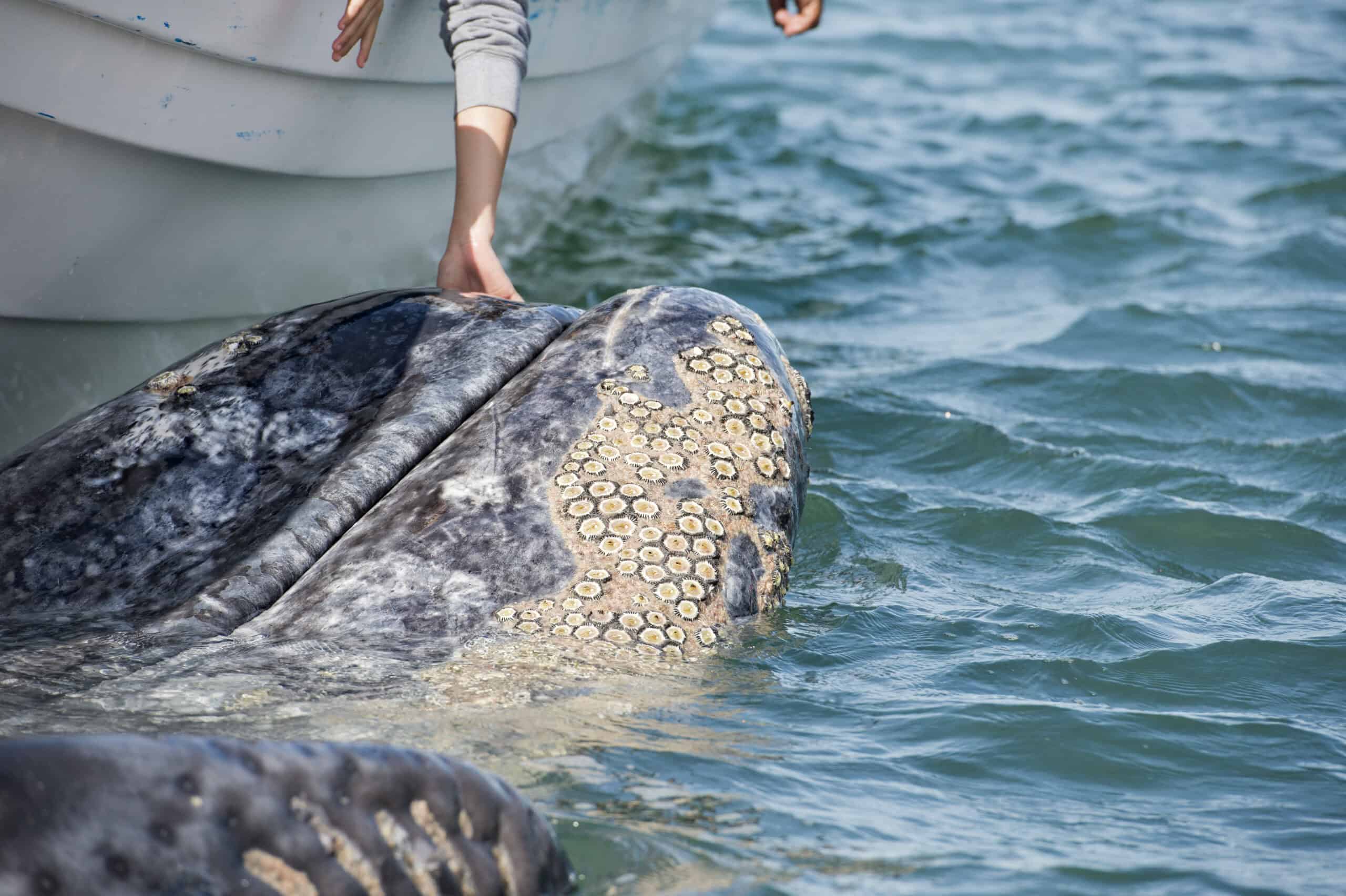 200 Years Later – The Atlantic’s Extinct Gray Whale Returns Due to Changing Oceans