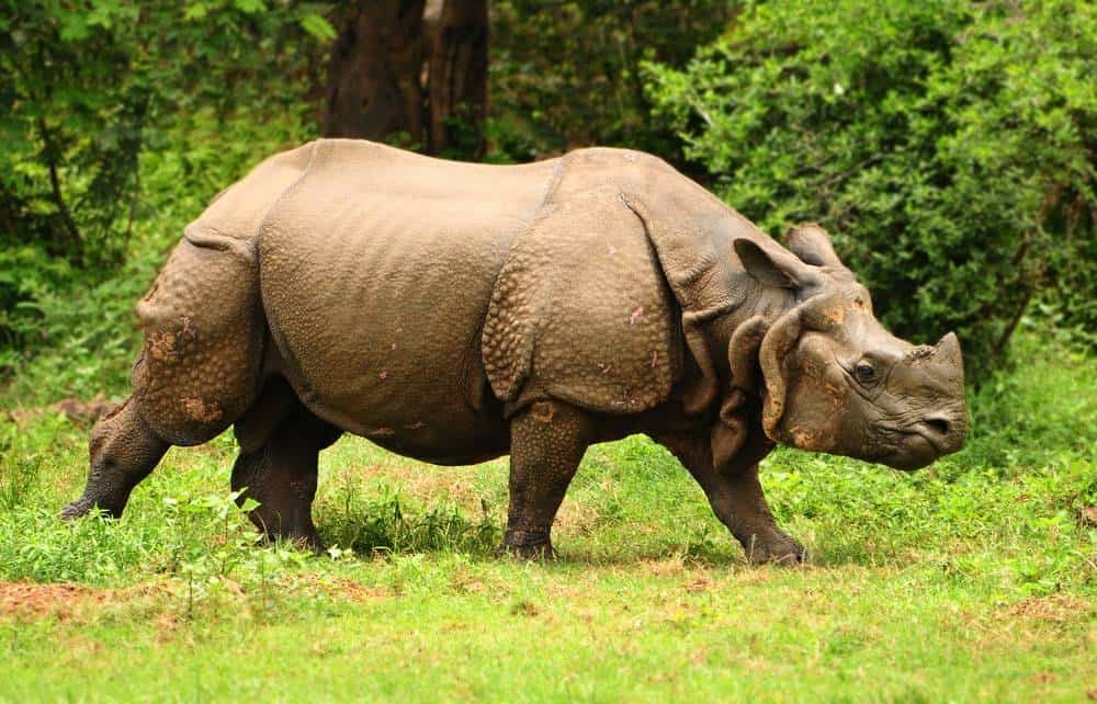 Indian rhino