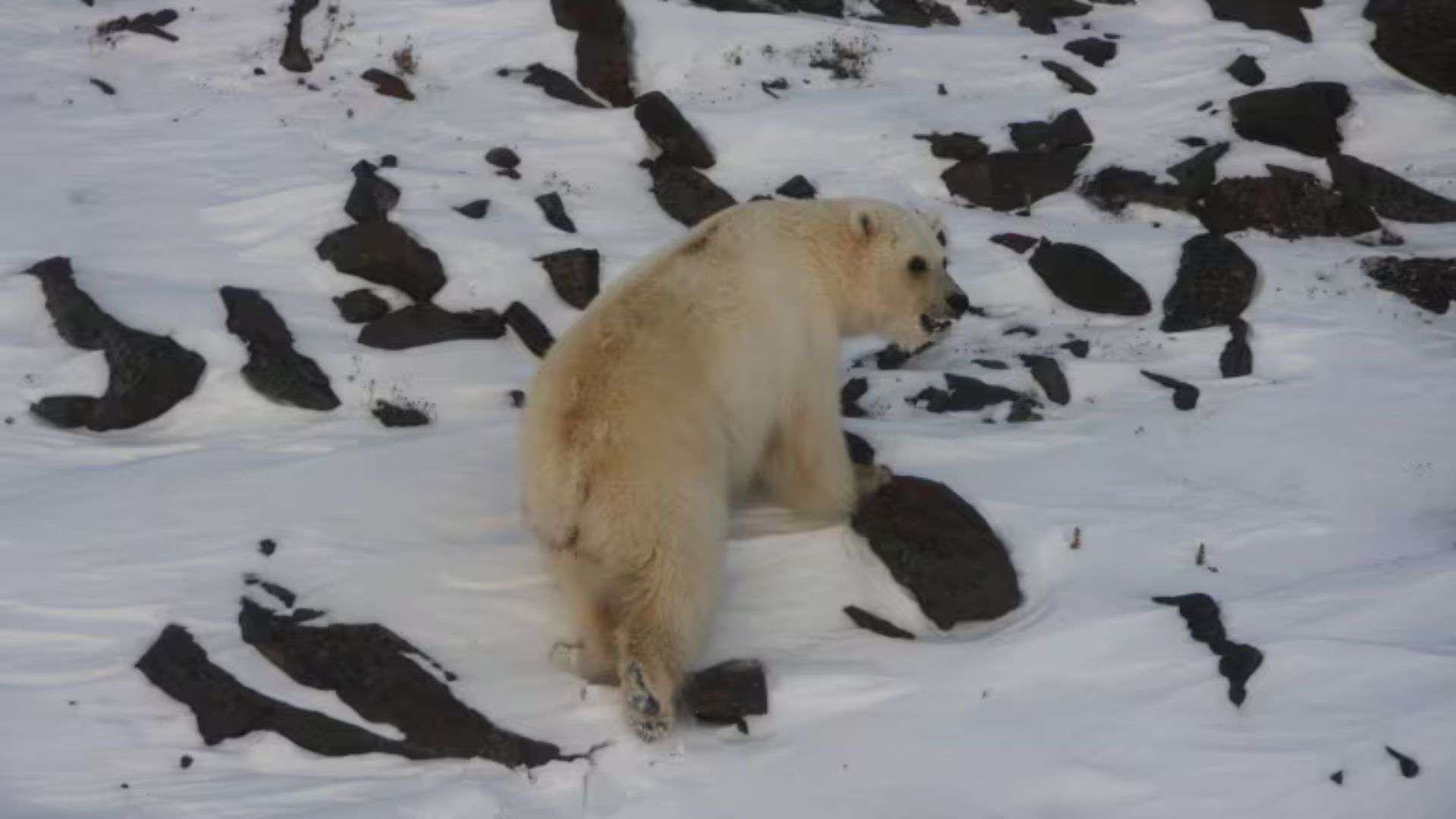 New Finding Shows that All Polar-Grizzly Hybrids (Grolar Bears) Trace Back to Same Female Polar Bear from 1989