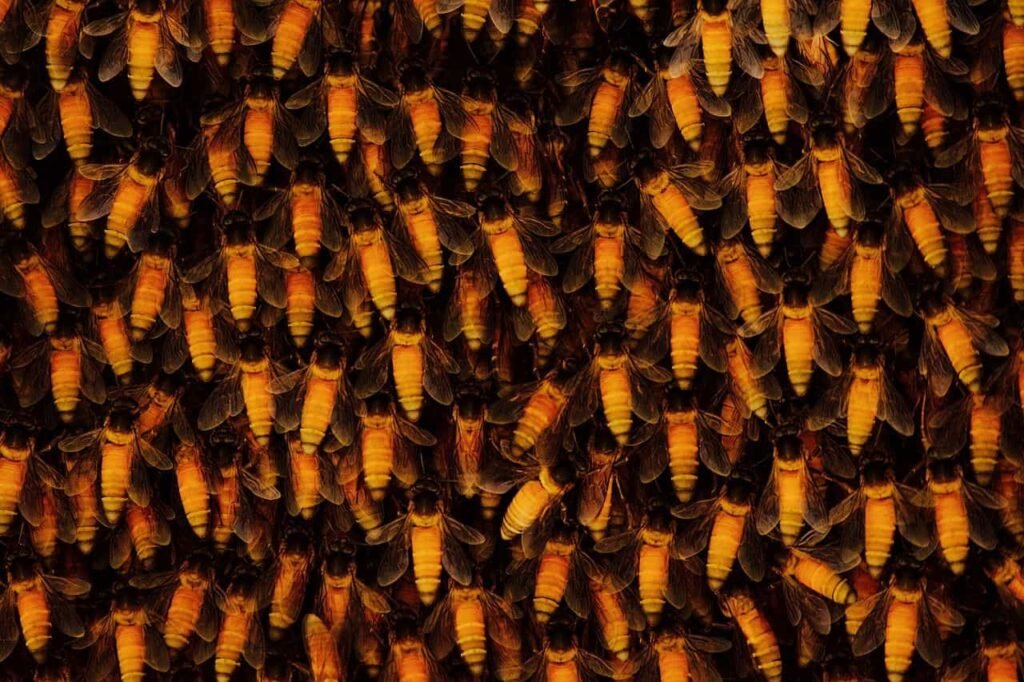 Giant honeybee hive