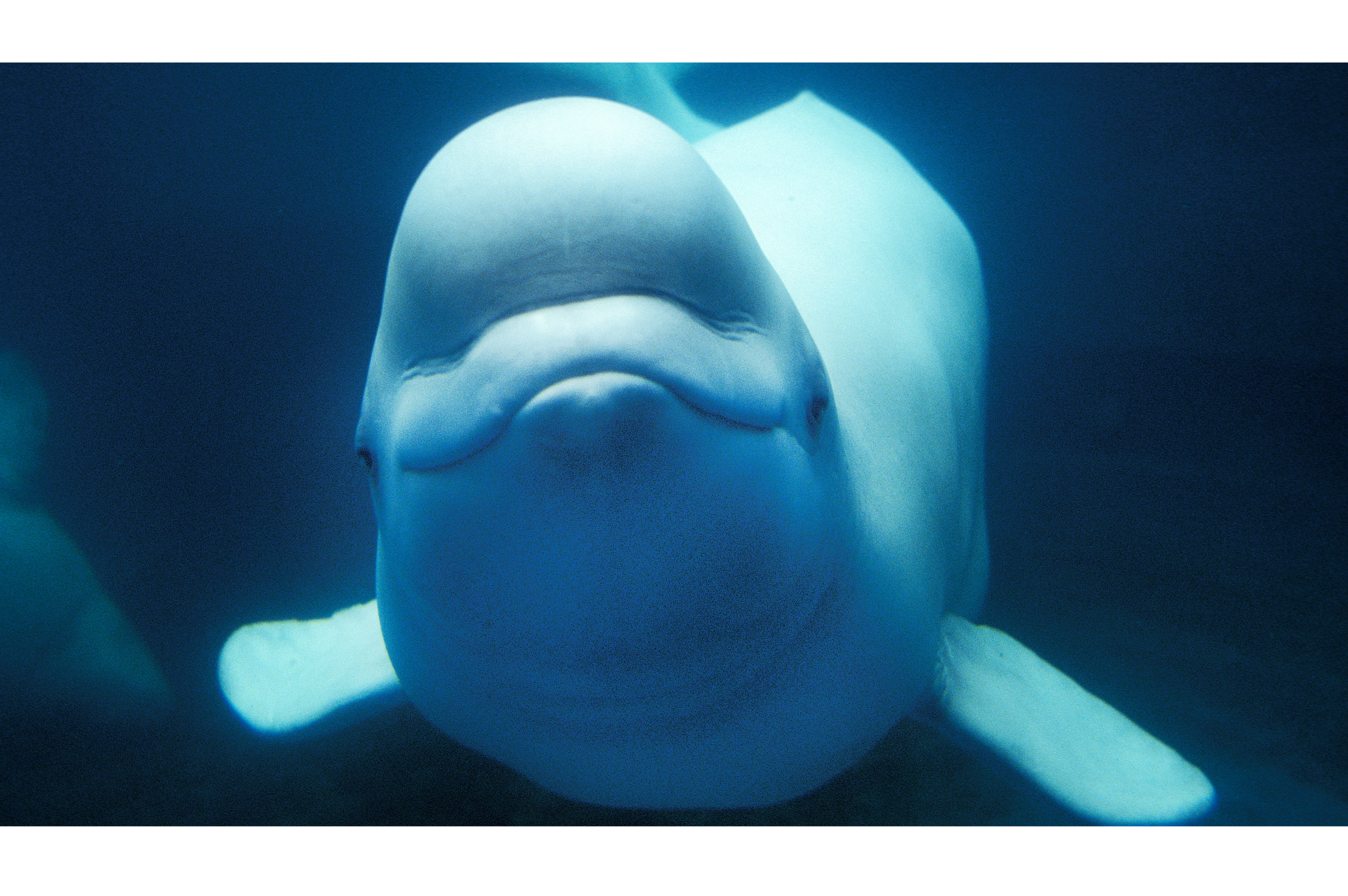 Beluga Whales: Squishy Sea Clowns That Flirt With Their Foreheads