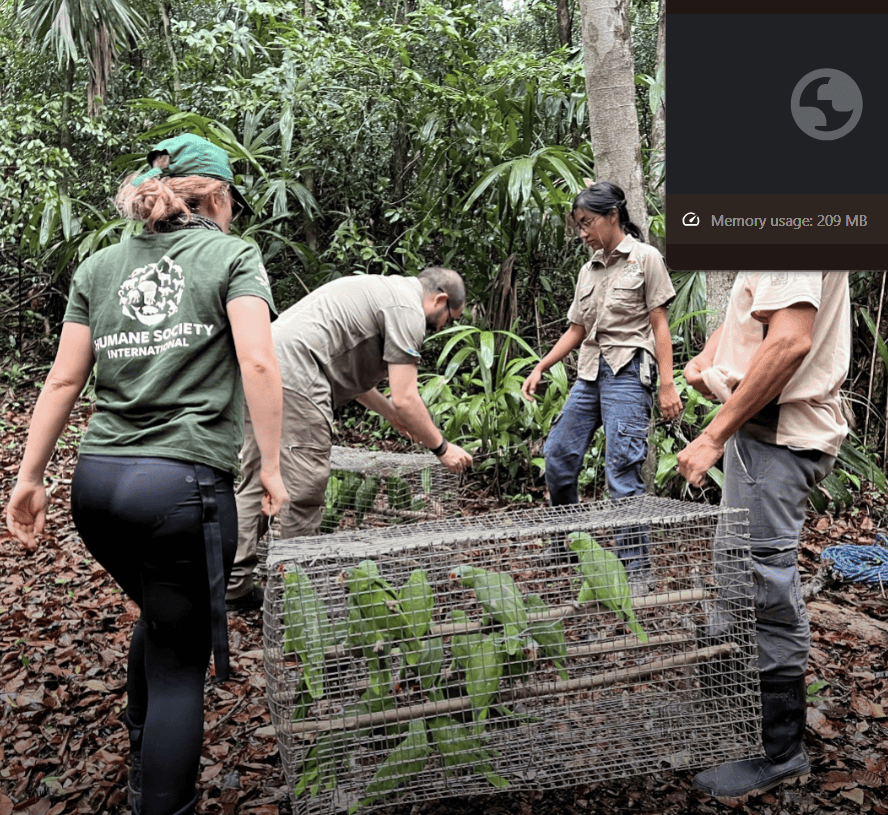 HSI workers in action setting parrots free.