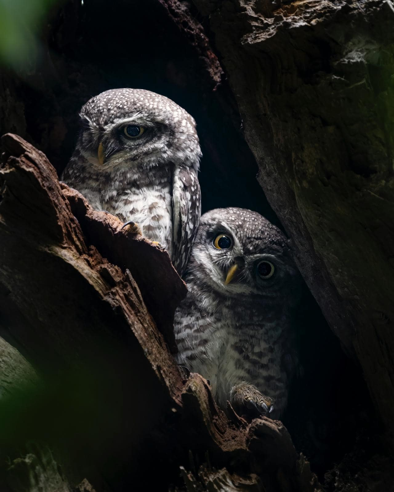 US Wildlife Officials Killing 450,000 Owls To Save Owls?